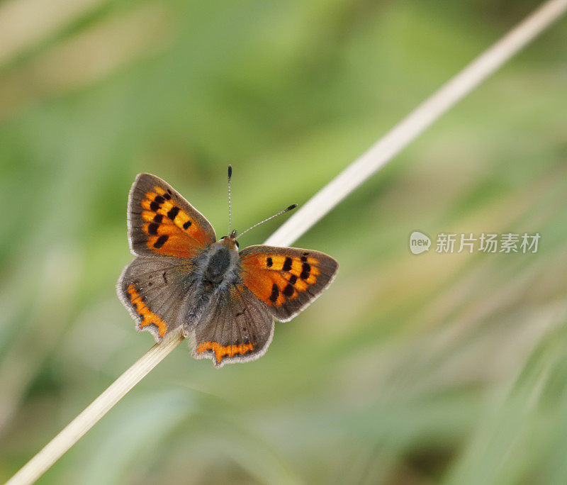 小铜蝶(Lycaena phlaeas)雌